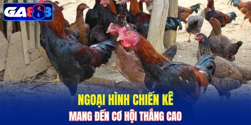 Ưu điểm về giống gà chọi nòi Việt Nam