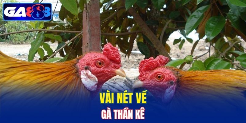 Vài nét về gà thần kê