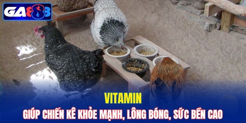 Vitamin giúp chiến kê khỏe mạnh, lông bóng, sức bền cao