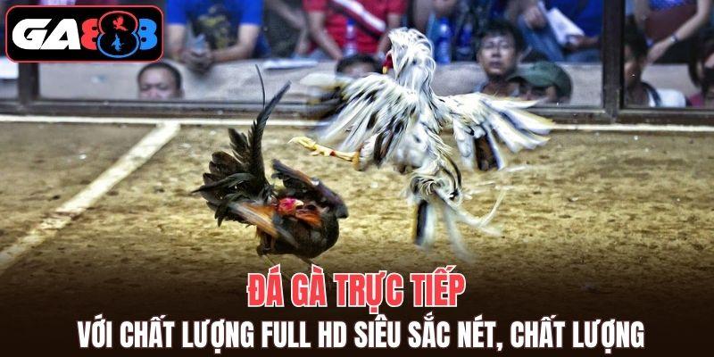 Đá gà trực tiếp với chất lượng full HD siêu sắc nét, chất lượng