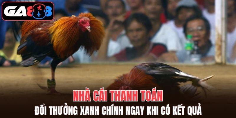 Đá gà trực tiếp với chất lượng full HD siêu sắc nét, chất lượng