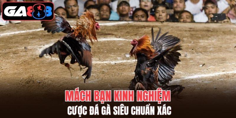 Mách bạn kinh nghiệm cược đá gà GA888 siêu chuẩn xác